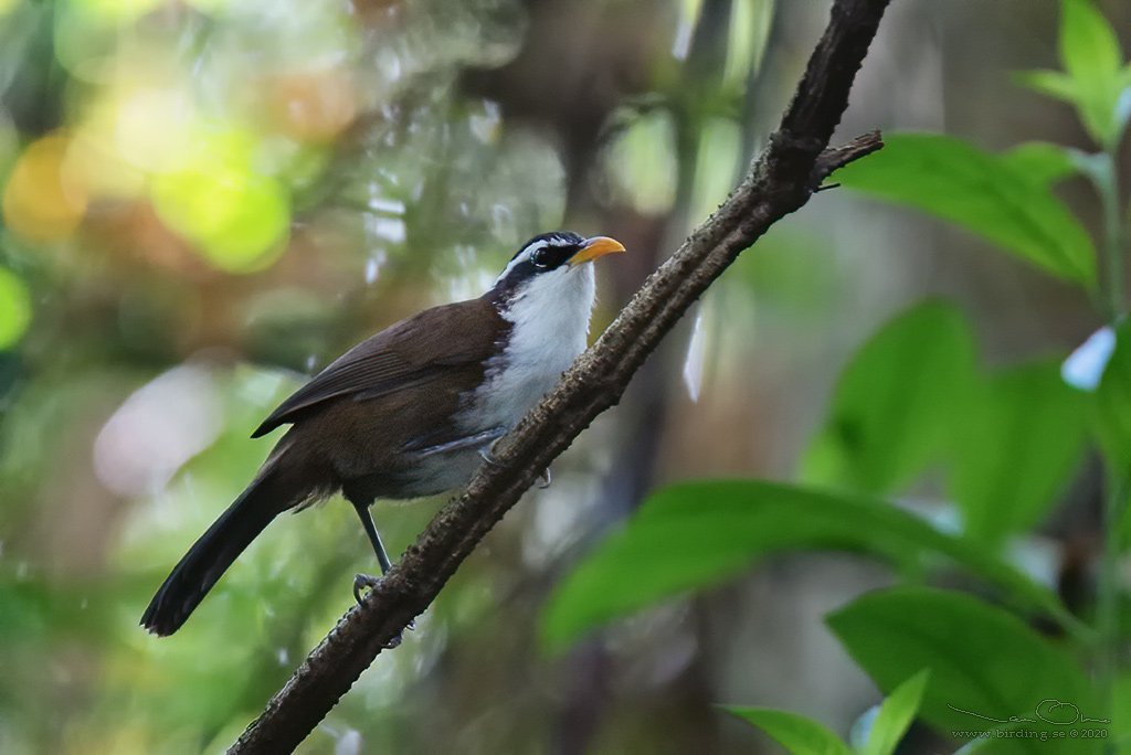 SRI LANKA SCIMITAR BABBLER  (Pomatorhinus melanurus) - Stäng / close